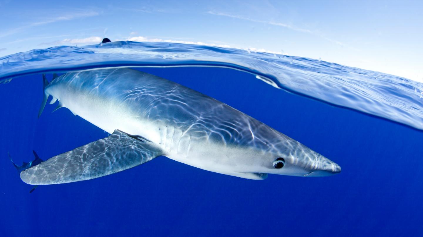 Requin bleu aperçu près de l'île de Pico, archipel des Açores (Portugal)