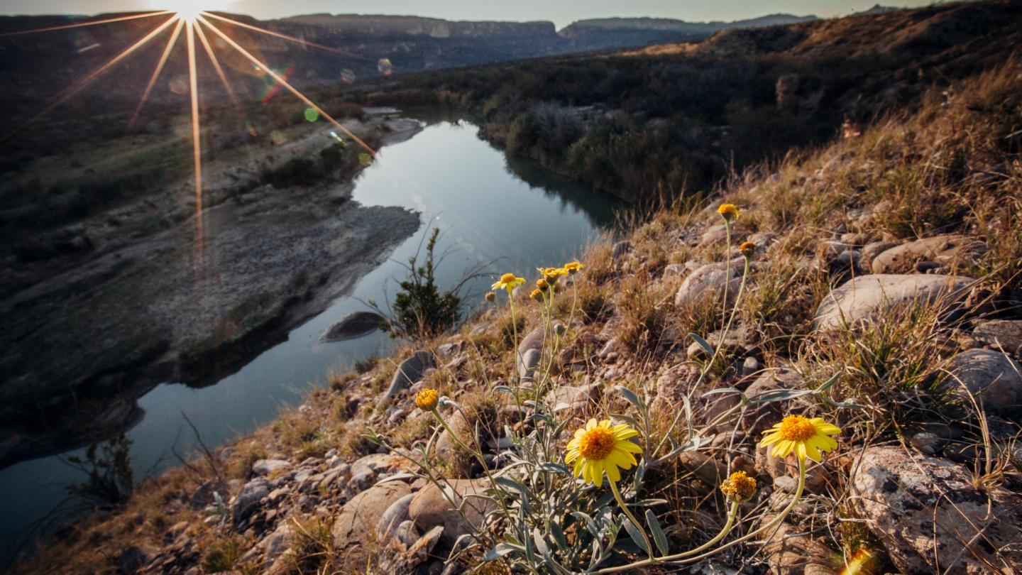 Fleurs sauvages sur les rives du Rio Grande, Big Bend, Texas (Etats-Unis)