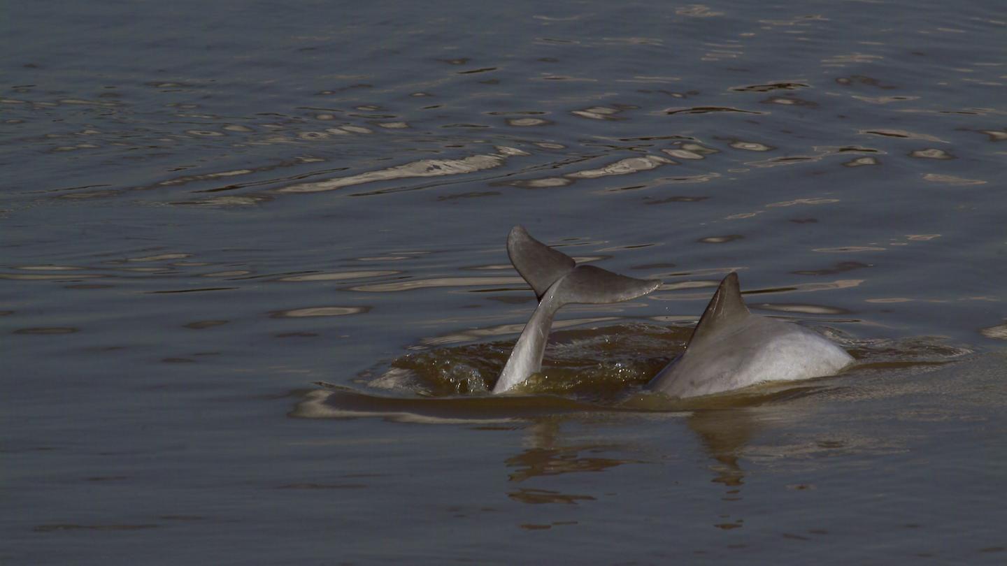 Dauphin de Guyane, Amazonie, Pérou
