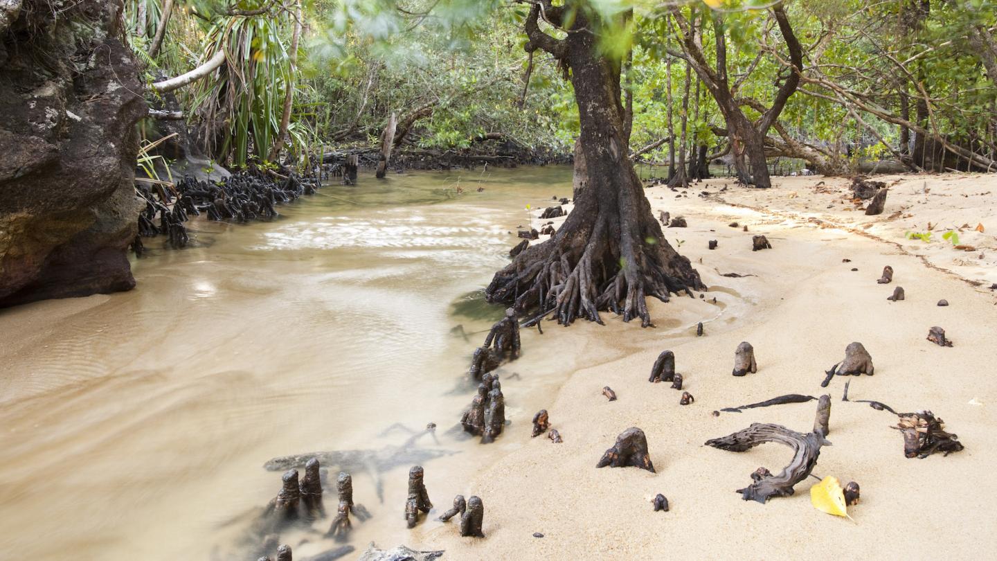Embouchure de la rivière Tampolo, parc national de Masoala (Madagascar)