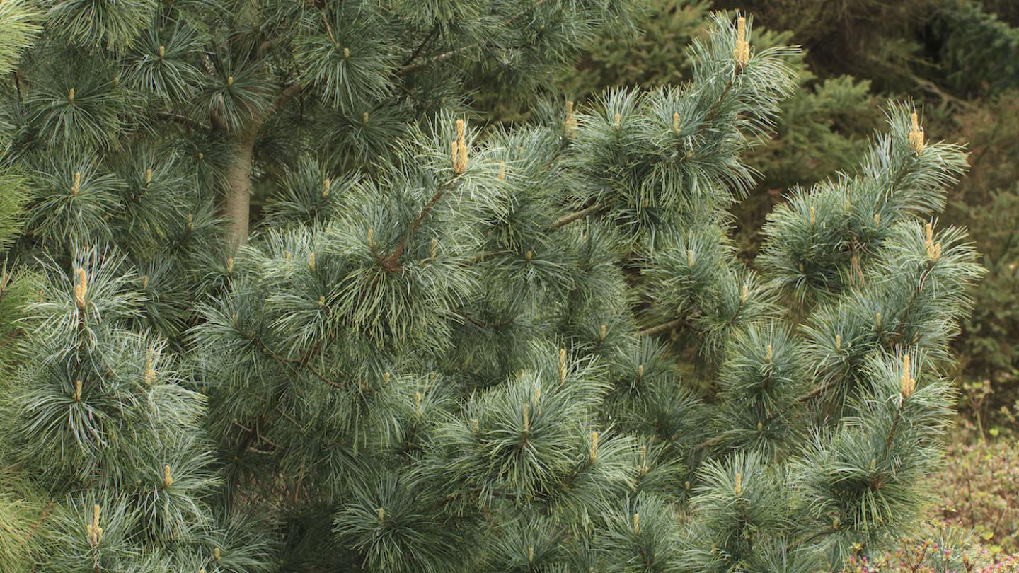 Pin blanc de Corée 'Silveray' (Pinus koraiensis 'Silveray')