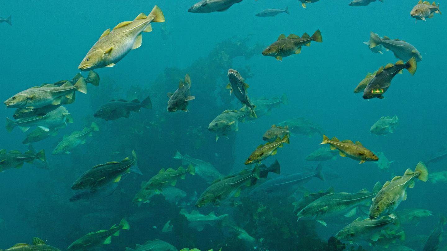 Morues de l'Atlantique Aalesund (Norvège)