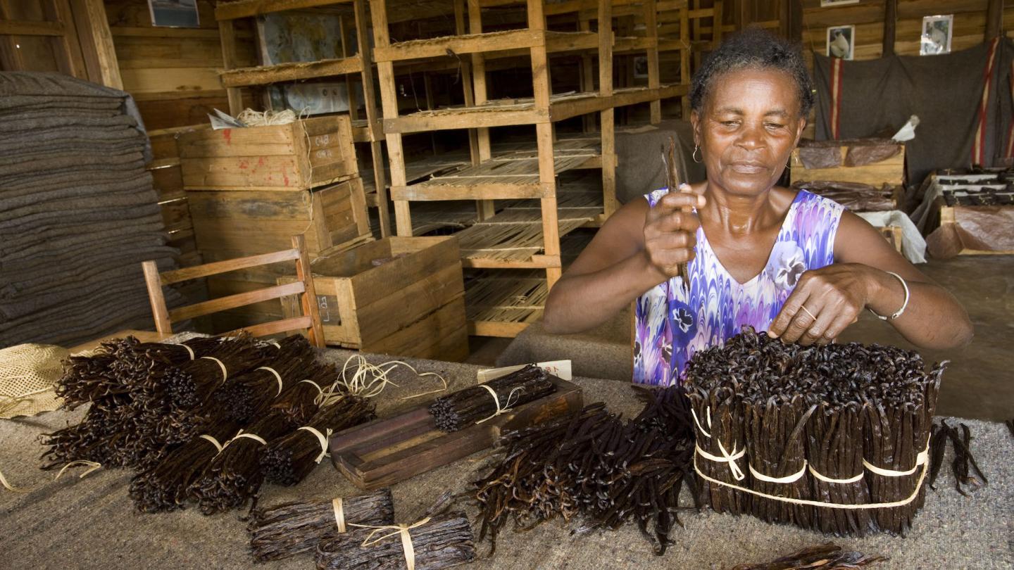 Culture de la Vanille en agriculture biologique (Madagascar)