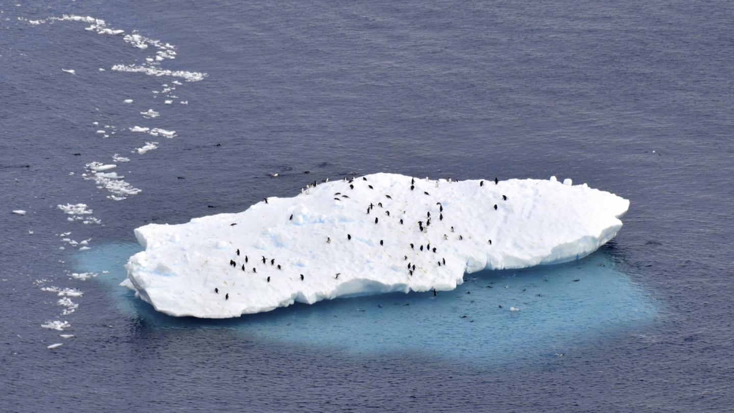 Manchots papous (Pygoscelis papua) sur un iceberg (Antarctique)