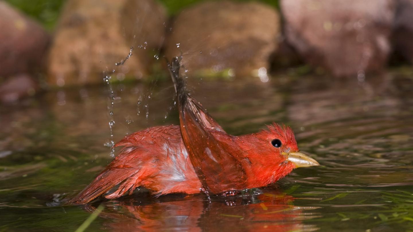 Tangara vermillon prenant son bain dans le Rio Grande, Texas (Etats-Unis)