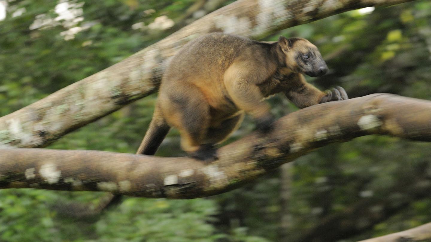 Mâle dendrolague de Lumholtz (Dendrolagus lumholtzi) en train de courir dans un arbre, Queensland, Australie