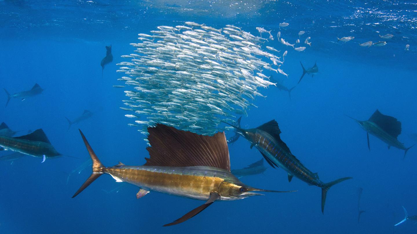 Groupes de voiliers de l'Atlantique (Istiophorus albicans) en train de chasser, Isla Mujeres, Mexico