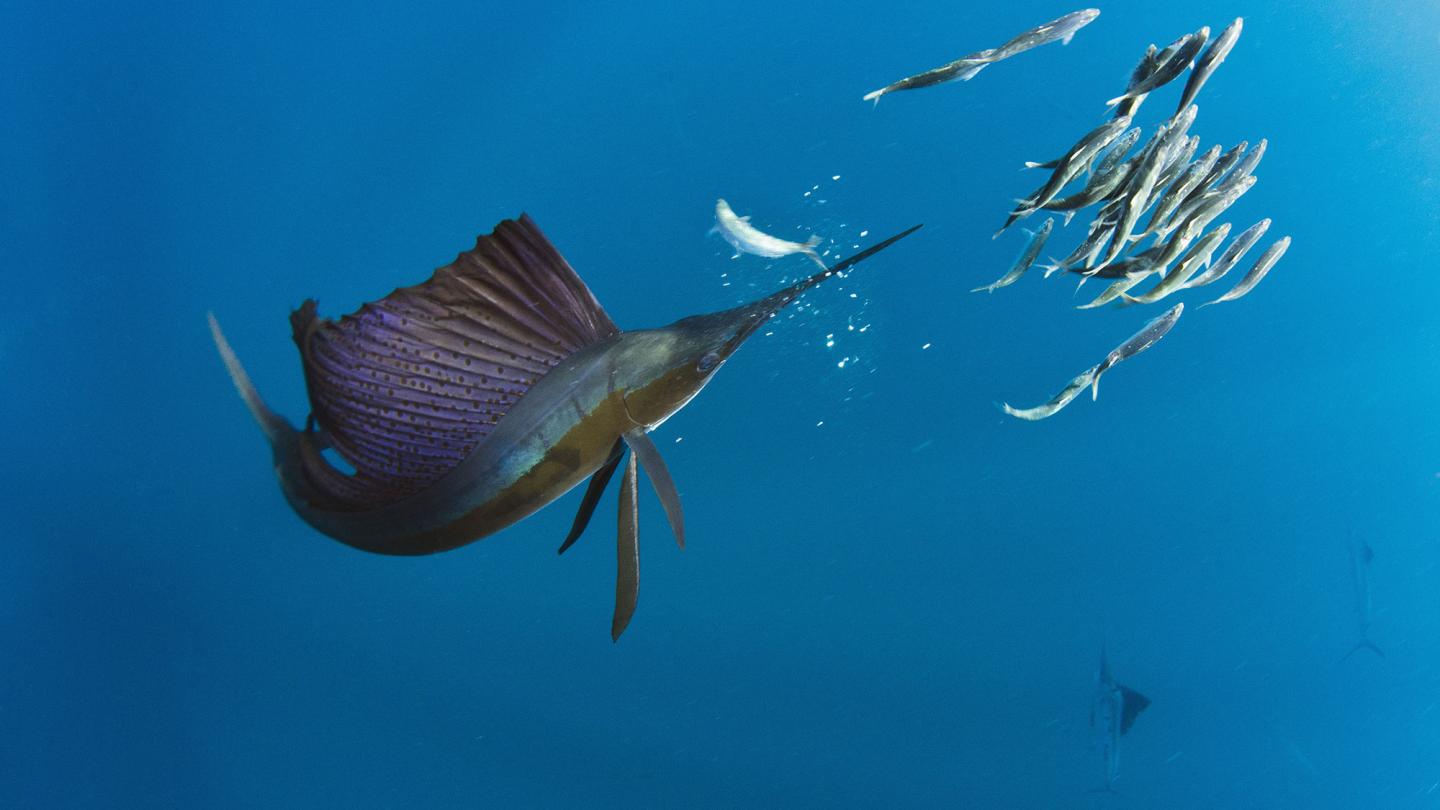 Voilier de l'Atlantique (Istiophorus albicans) Isla Mujeres, Mexique