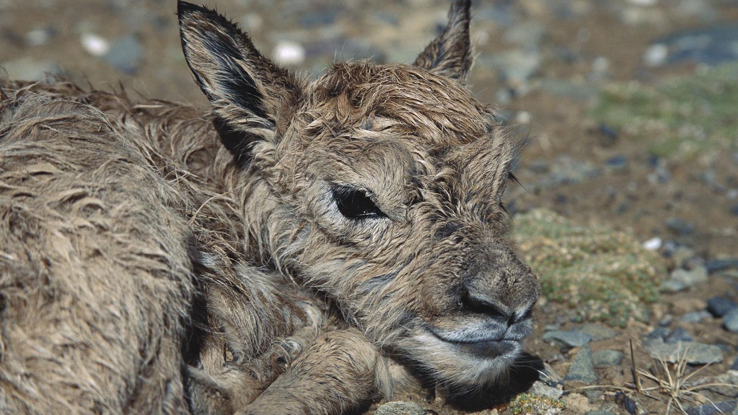 Nouveau-né chiru (Pantholops hodgsonii), Province de Qinghai, Chine