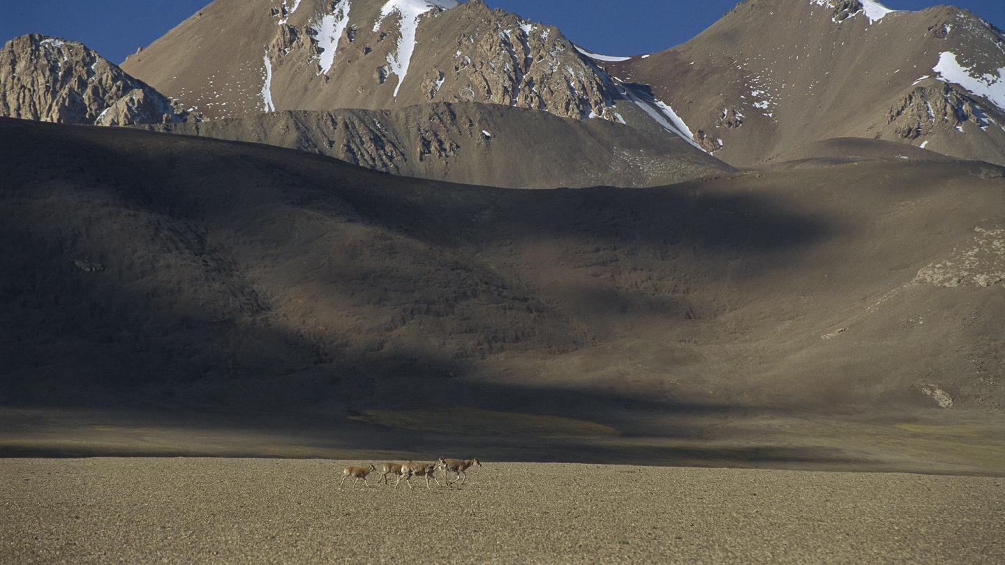 Petit troupeau de 4 femelles chirus (Pantholops hodgsonii) qui traverse les plaines, Ari, Tibet