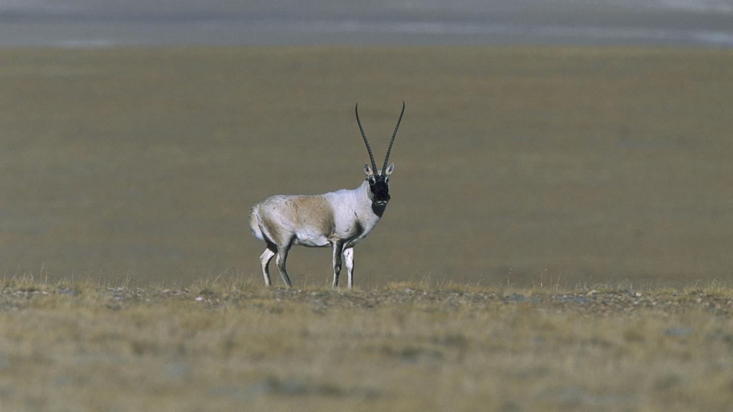 Mâle chiru (Pantholops hodgsonii) regard fixe sur l'appareil dans la prairie, Province de Qinghai, Chine