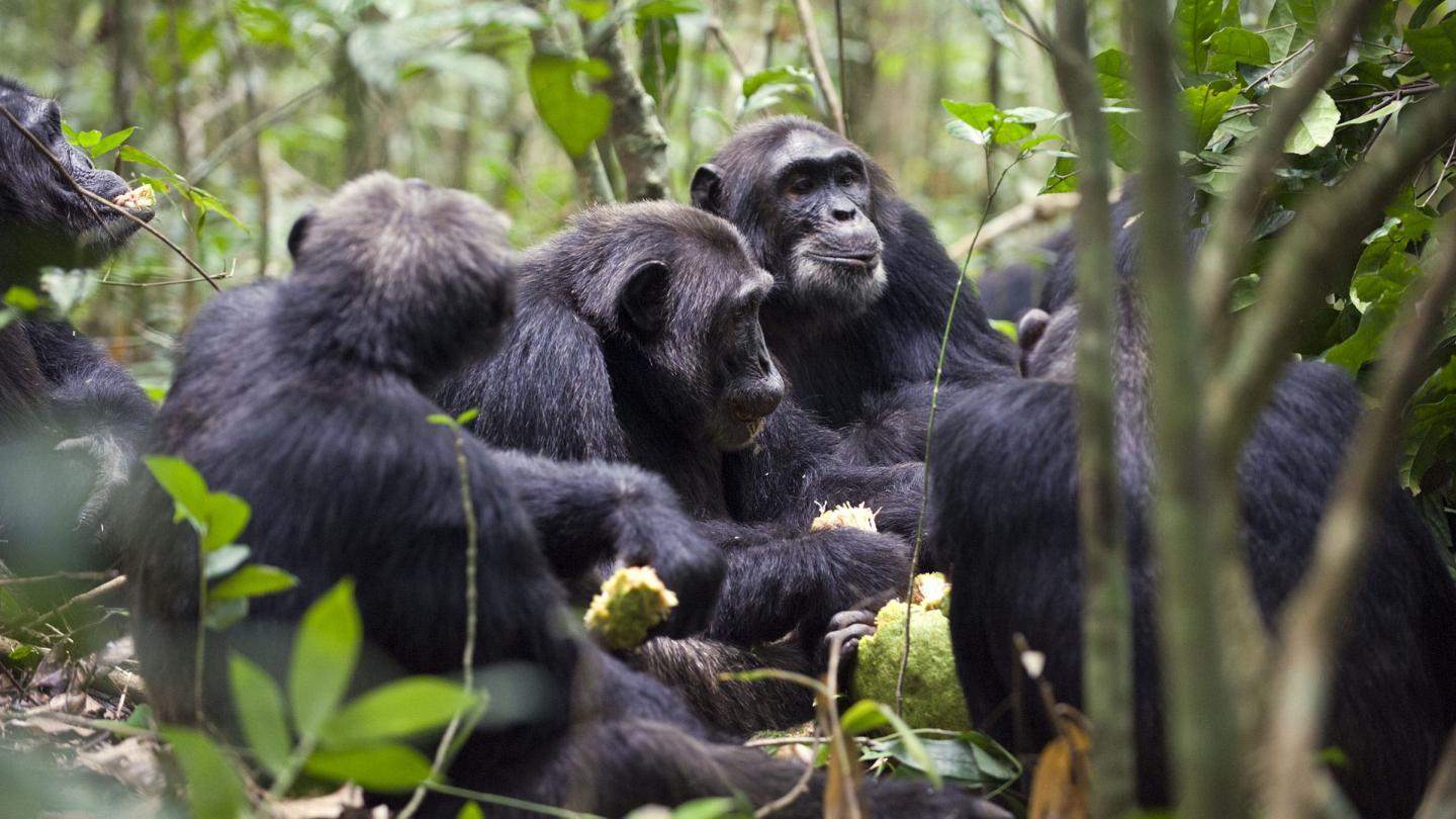 Bande de chimpanzés en train de manger