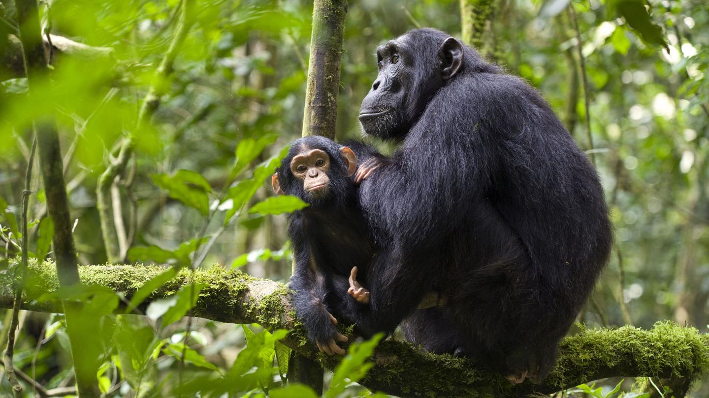 Femelle chimpanzé et son petit (Ouganda)