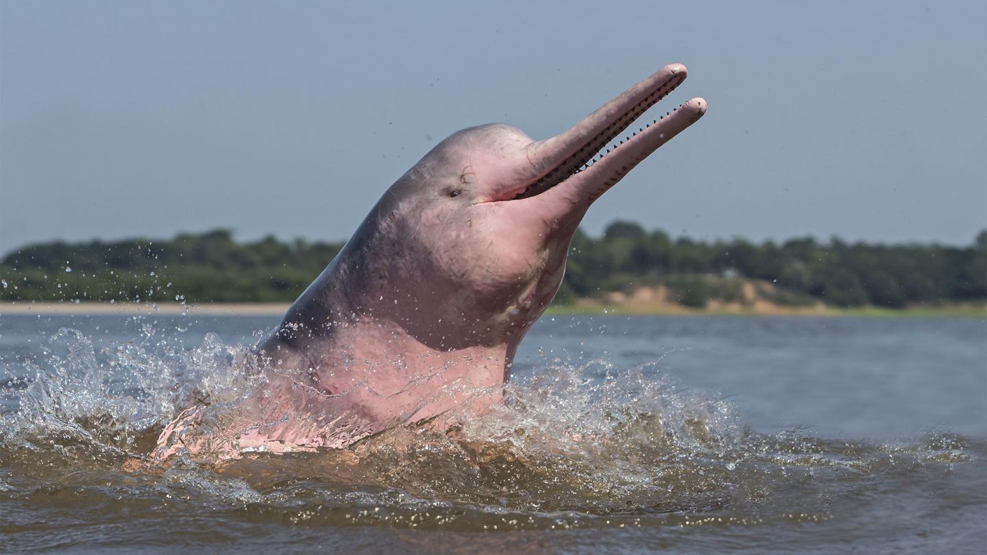 Dauphin de l'Amazone (Inia geoffrensis) sautant hors de l'eau Brésil