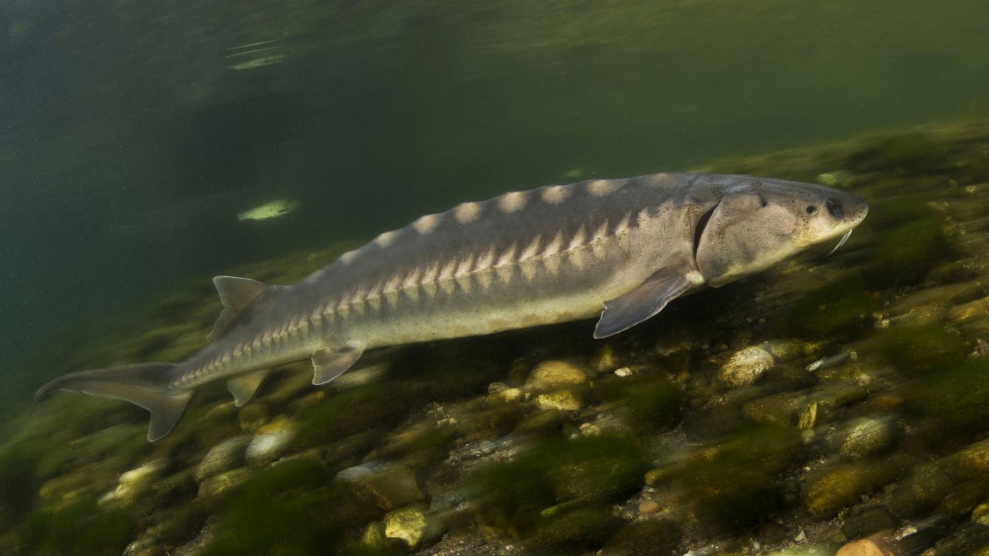 Esturgeon de l'Adriatique (Acipenser naccarii) en Lombardie (Italie)