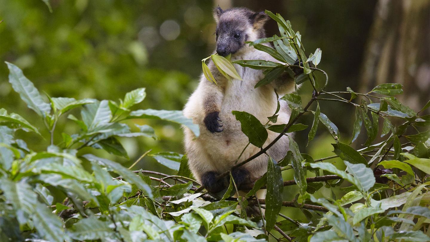 Jeune dendrolague de Lumholtz (Dendrolagus lumholtzi) en train de manger des feuilles, Queensland, Australie