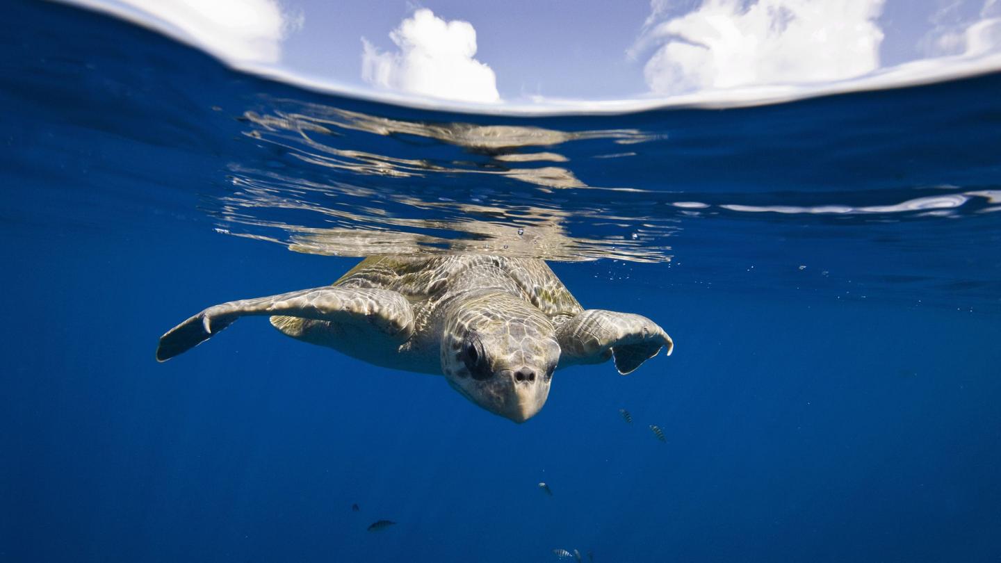 Tortue olivâtre (lepidochelys olivacea)  dans les eaux du pacifique est