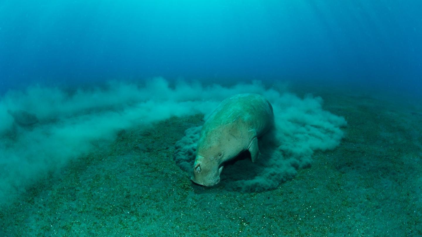 Dugong broutant dans un herbier sous-marin - Vanuatu