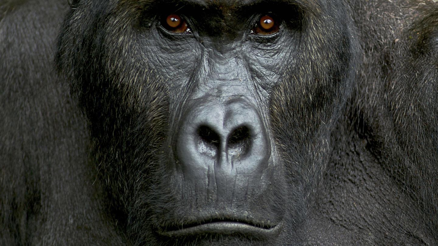 Portrait d'un gorille des plaines orientales, ou gorille de Grauer, (Gorilla beringei graueri). Kahuzi Biega NP, RDC