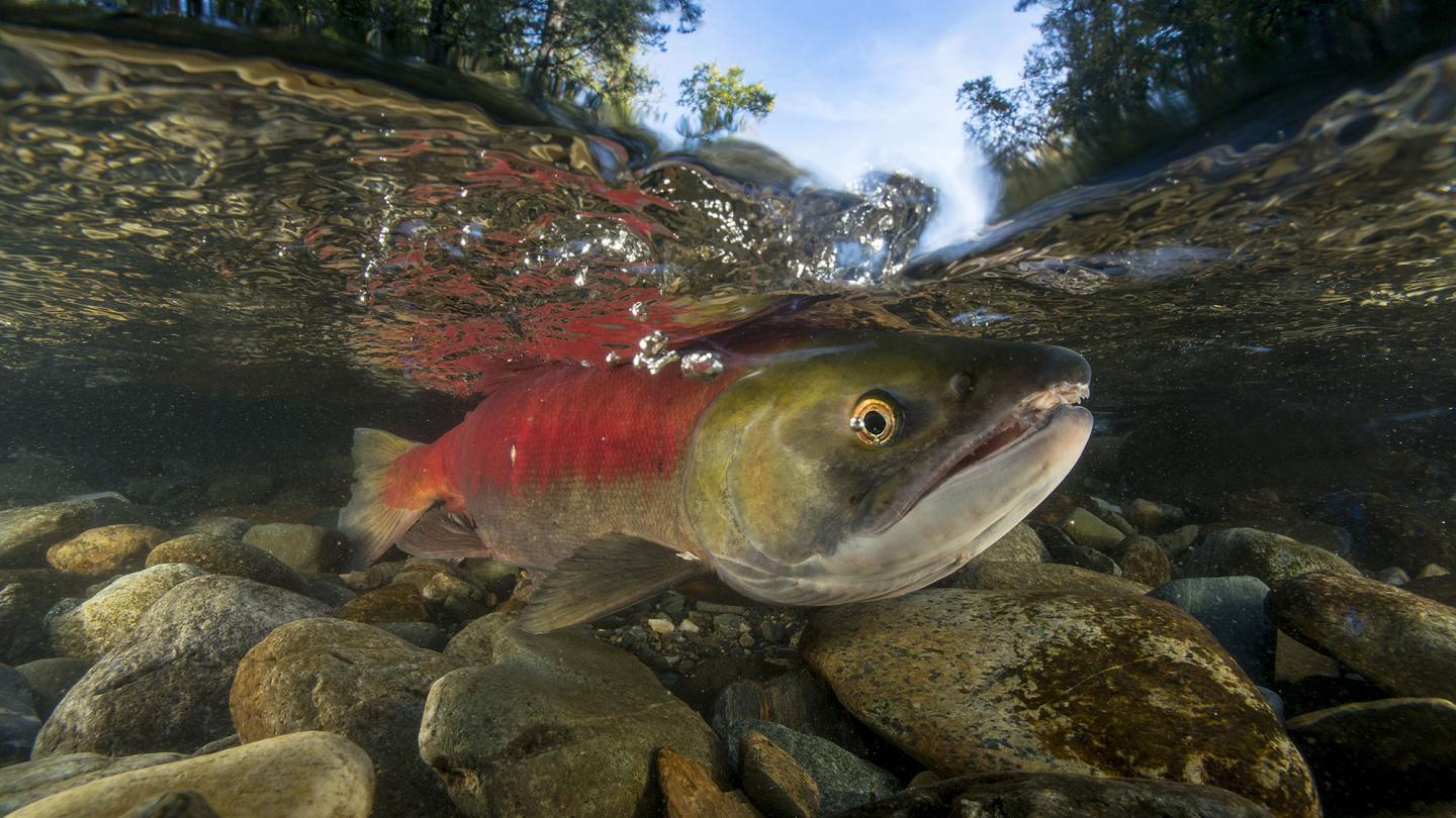 Sockeye saumon (Oncorhynchus nerka) Rivière Adams. Canada