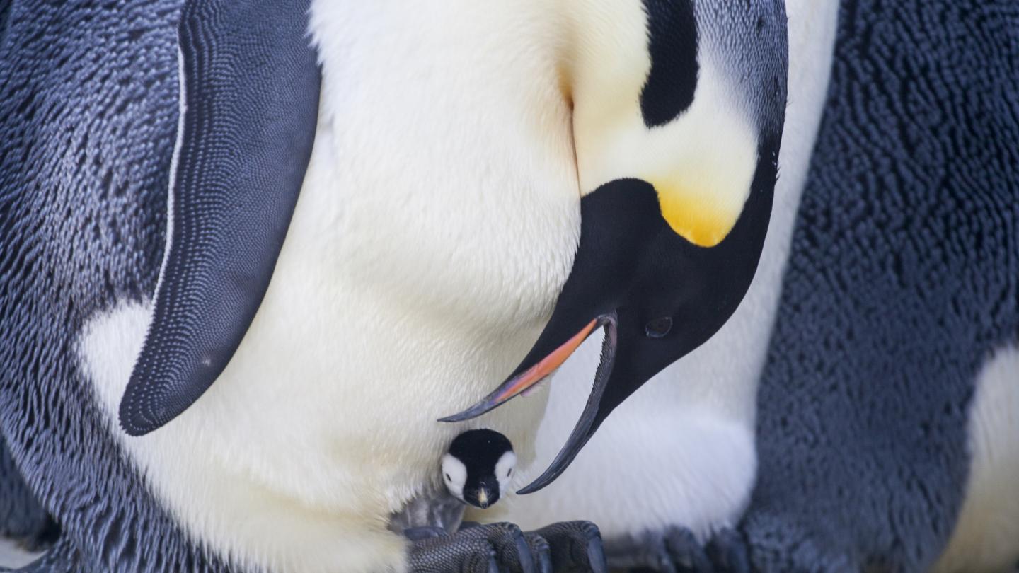 Un bébé manchot qui reste au chaud sur les pattes d'un adulte pour s'isoler du froid de la banquise pendant quelques semaines