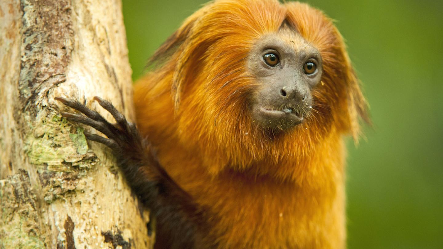 Portrait de Tamarin-lion doré, (Brésil)