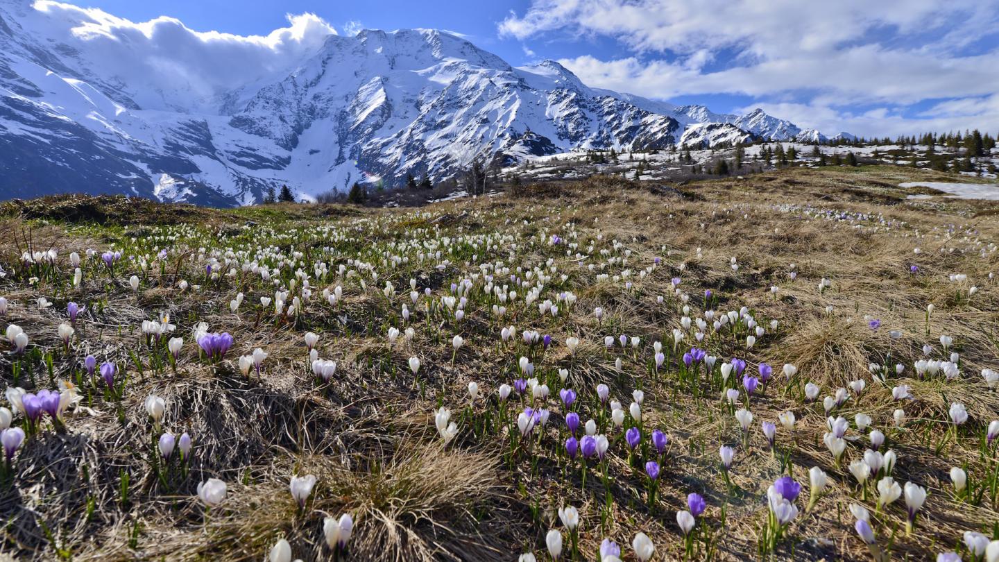 Floraison de Crocus sur le plateau du Truc, massif du Mont Blanc (France)
