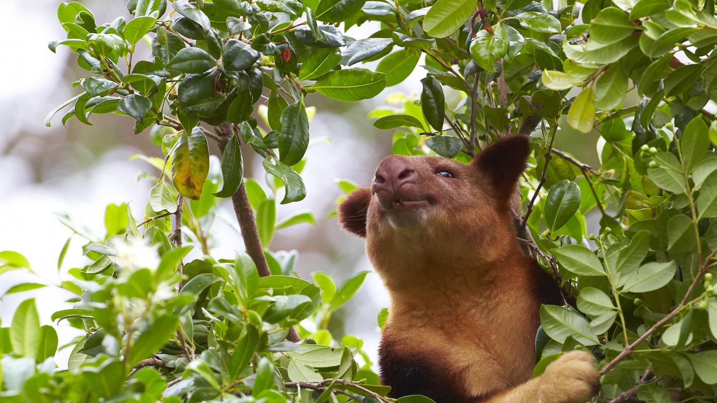 Dendrolague de Goodfellow (Dendrolagus goodfellowi) en train de se nourrir dans les arbres, Toronga Zoo, Sydney, Australie