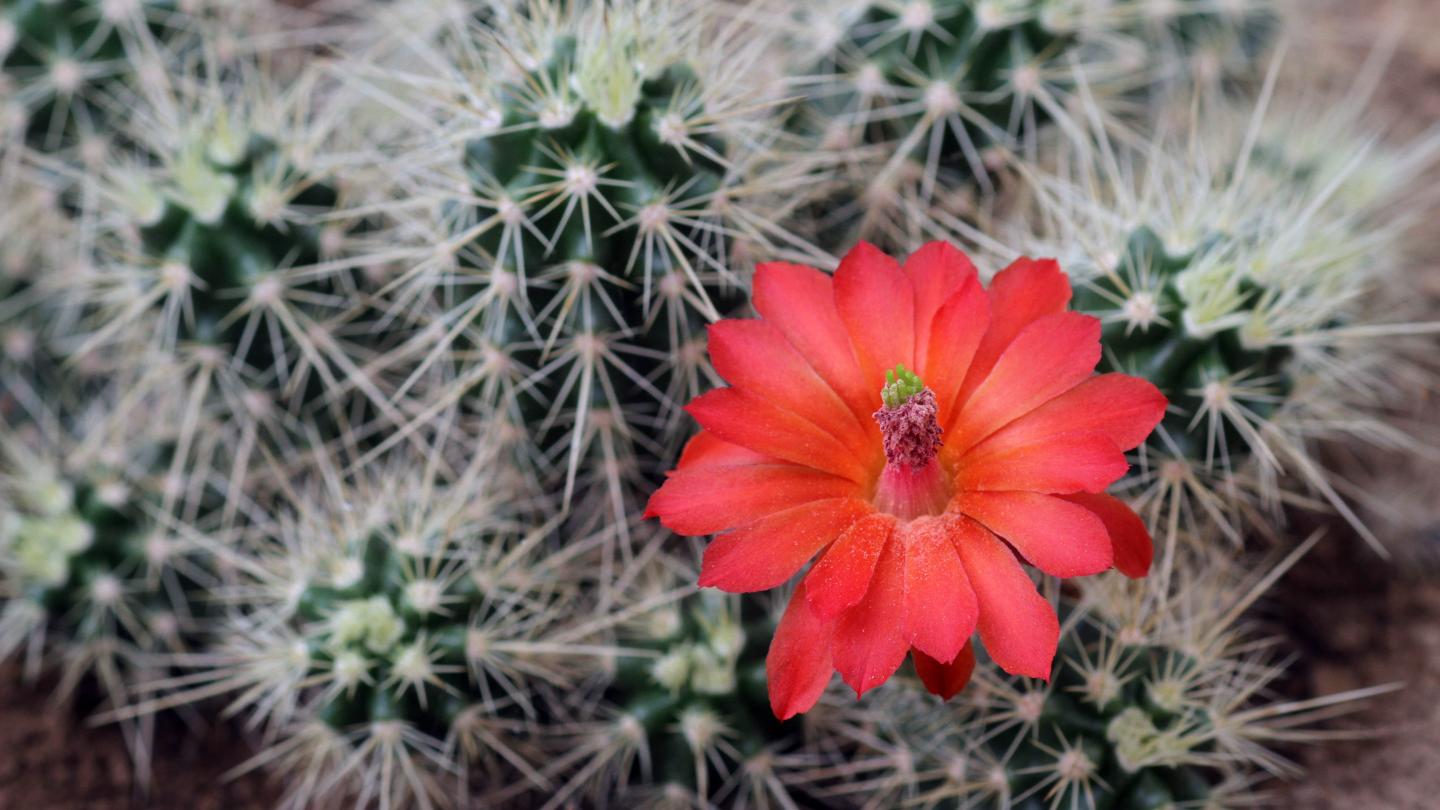 Cactus Echinocereus en fleur
