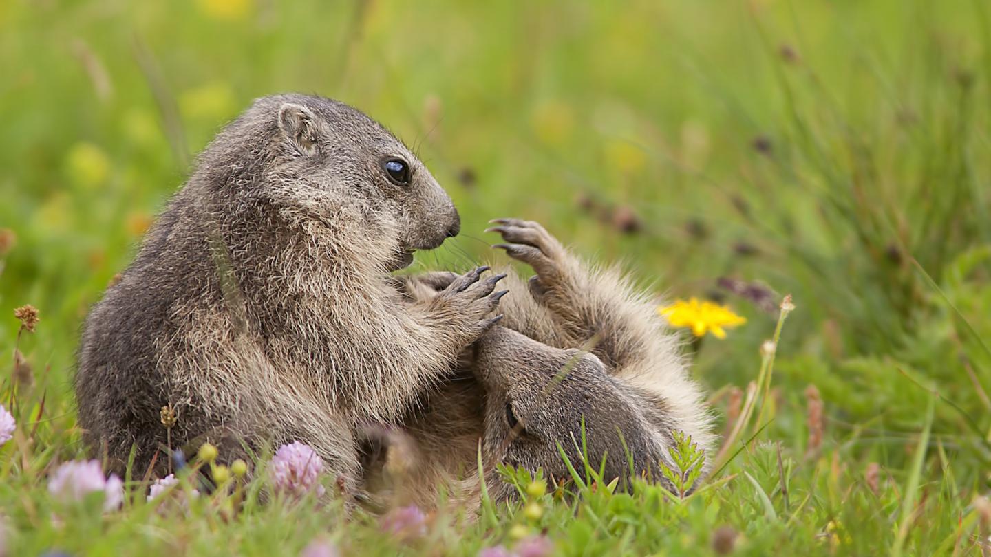 Jeunes marmottes (Marmota), Val d'Aoste (Italie)