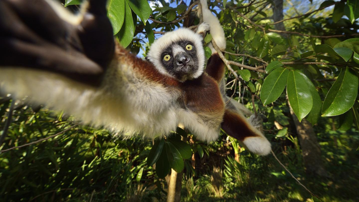 Sifaka (Propithecus), Madagascar