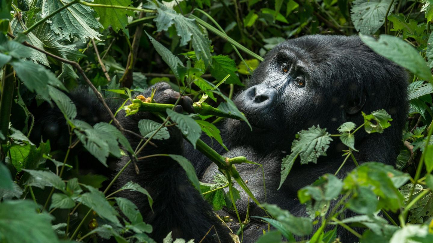 Gorille de montagne en train de manger dans la forêt (Gorilla beringei beringei), Ouganda