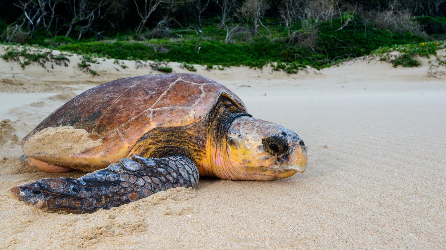 Tortue de Kemp (Lepidochelys kempii)