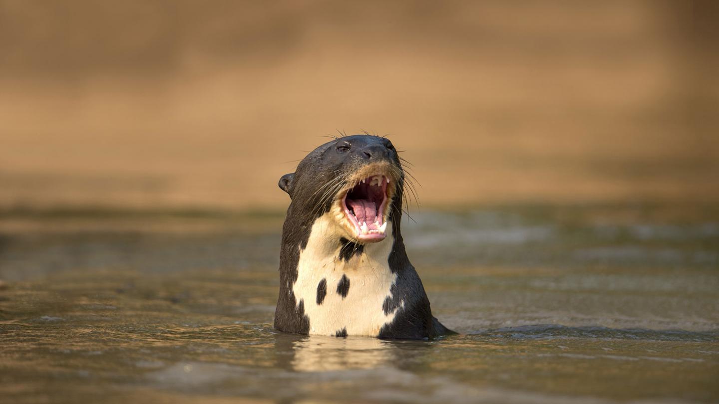 Loutre géante (Pteronura brasiliensis), dans l'eau, comportement agressif, Pantanal, Mato Grosso, Brésil