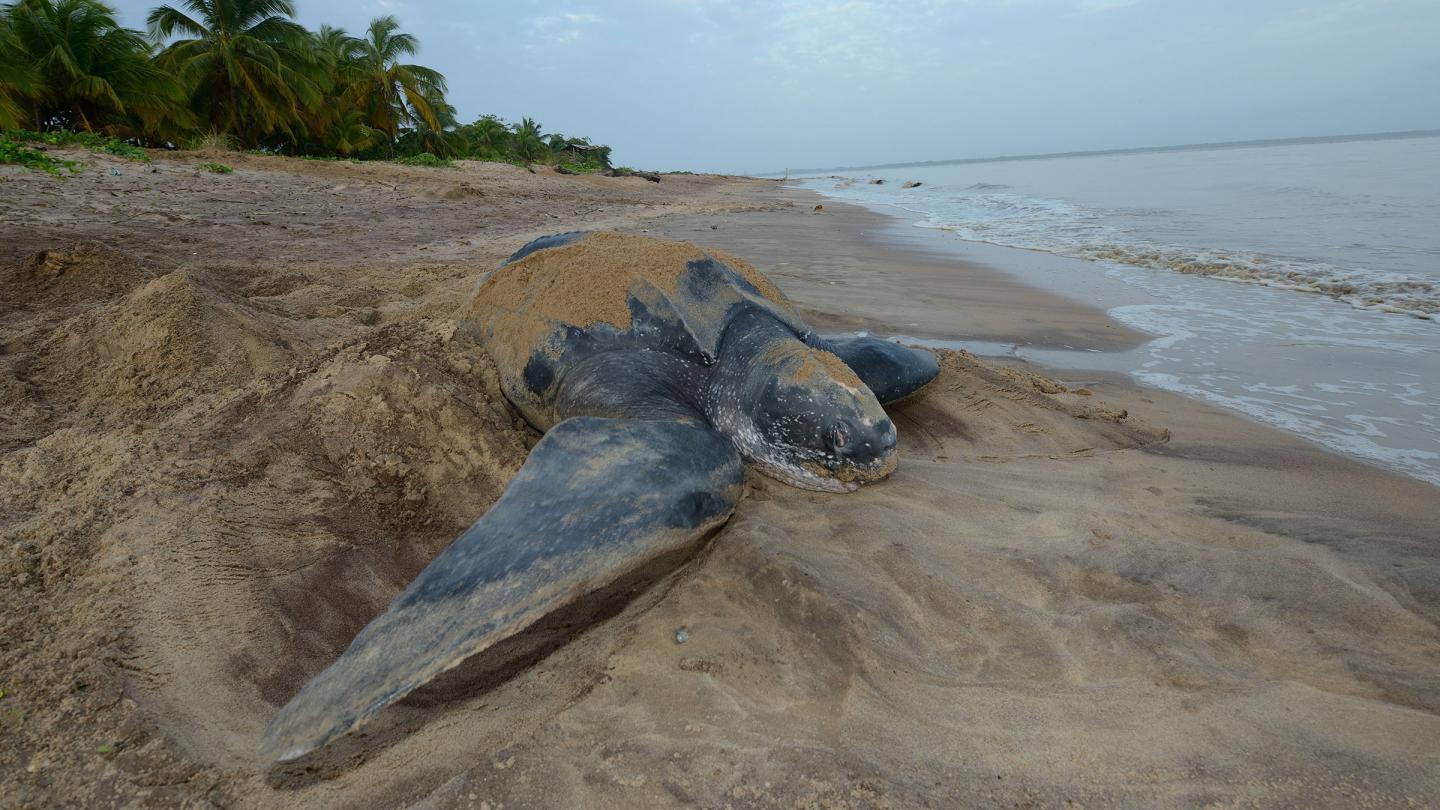 Tortue luth (Dermochelys coriacea) pondant sur une plage, Guyane française