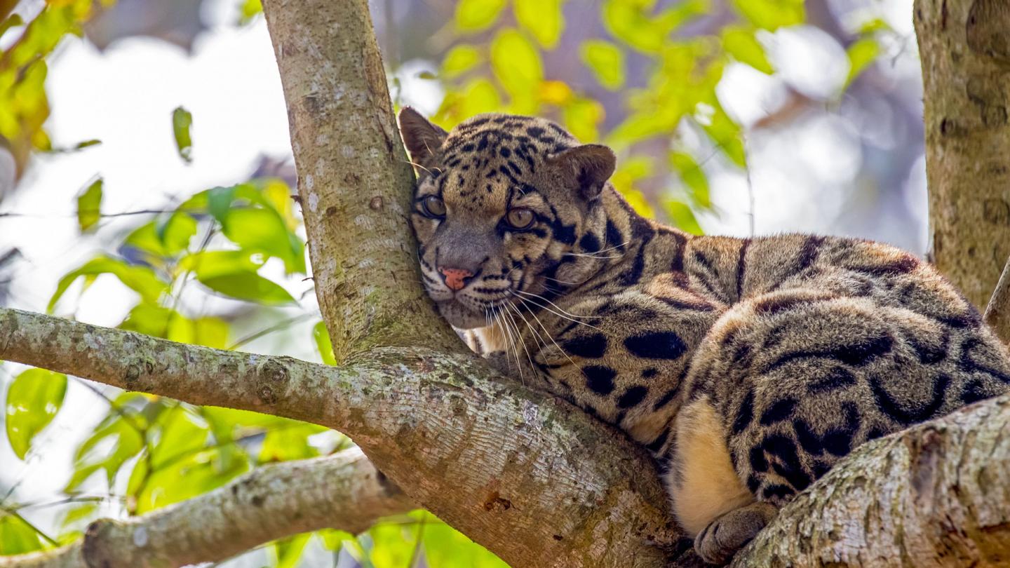 Panthère nébuleuse ou Panthère longibande (Neofelis nebulosa) au repos dans un arbre, Sanctuaire de Trishna, Tripura, Inde