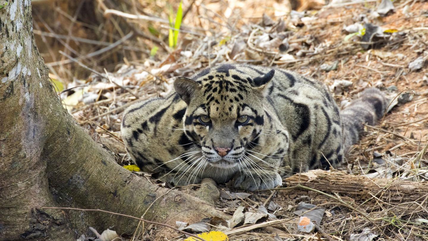 Panthère nébuleuse ou Panthère longibande (Neofelis nebulosa) couchée au sol, Sanctuaire de Trishna, Tripura, Inde