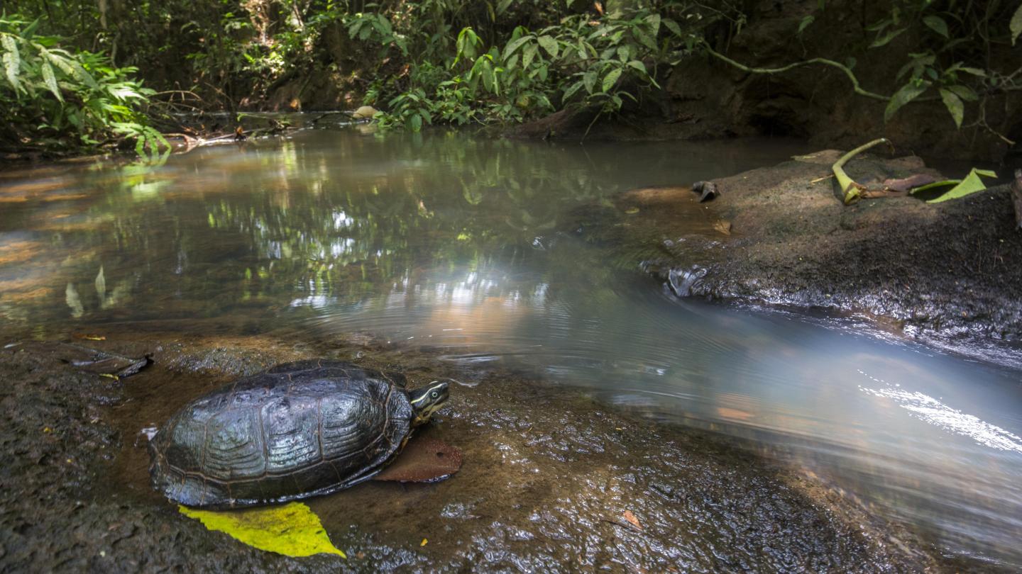 Rhinoclemmyde de Colombie (Rhinoclemmys melanosterna) sur la berge, Chocó colombiano, Equateur