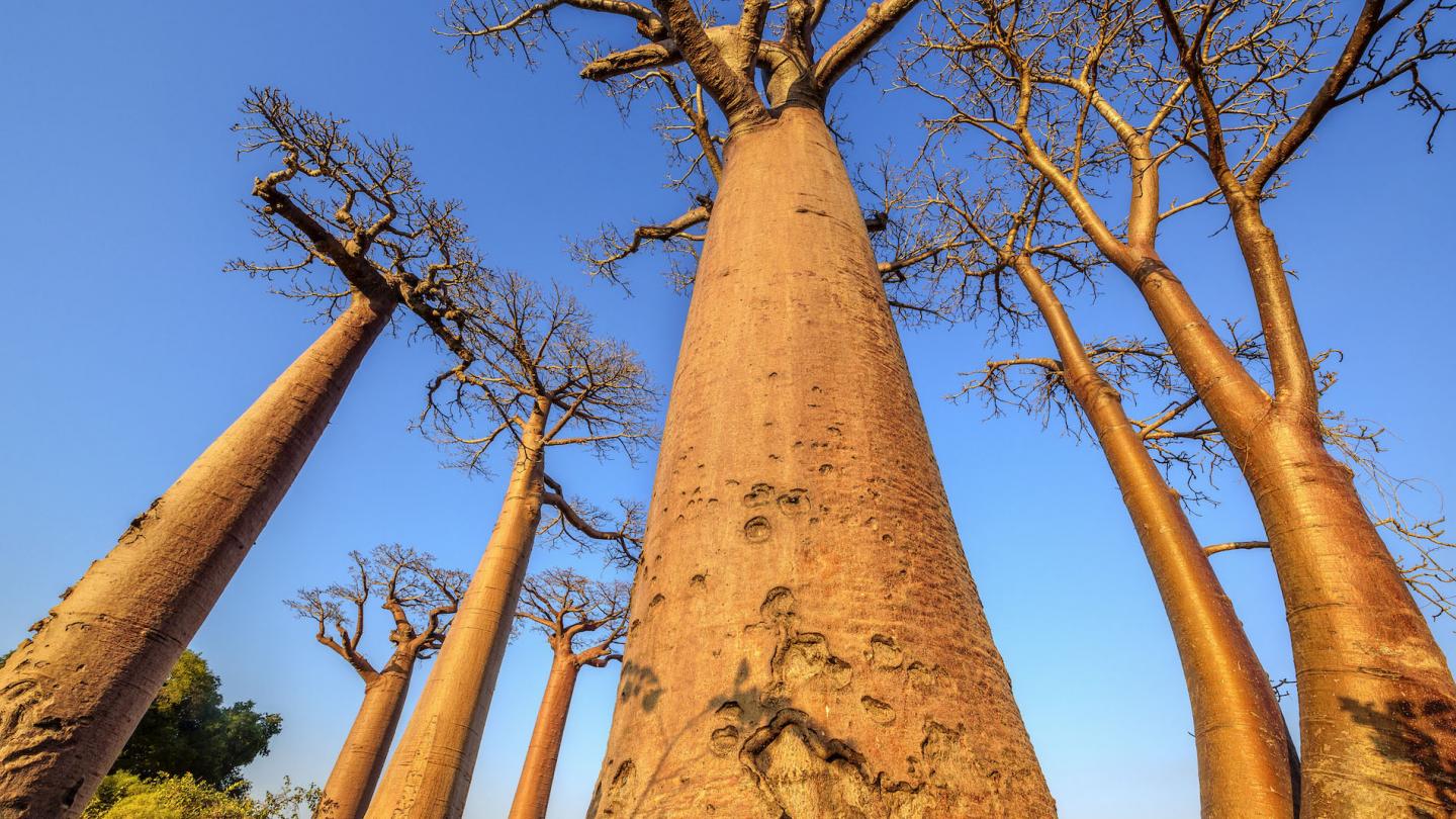 Allée des Baobabs près de Morondava (Madagascar)