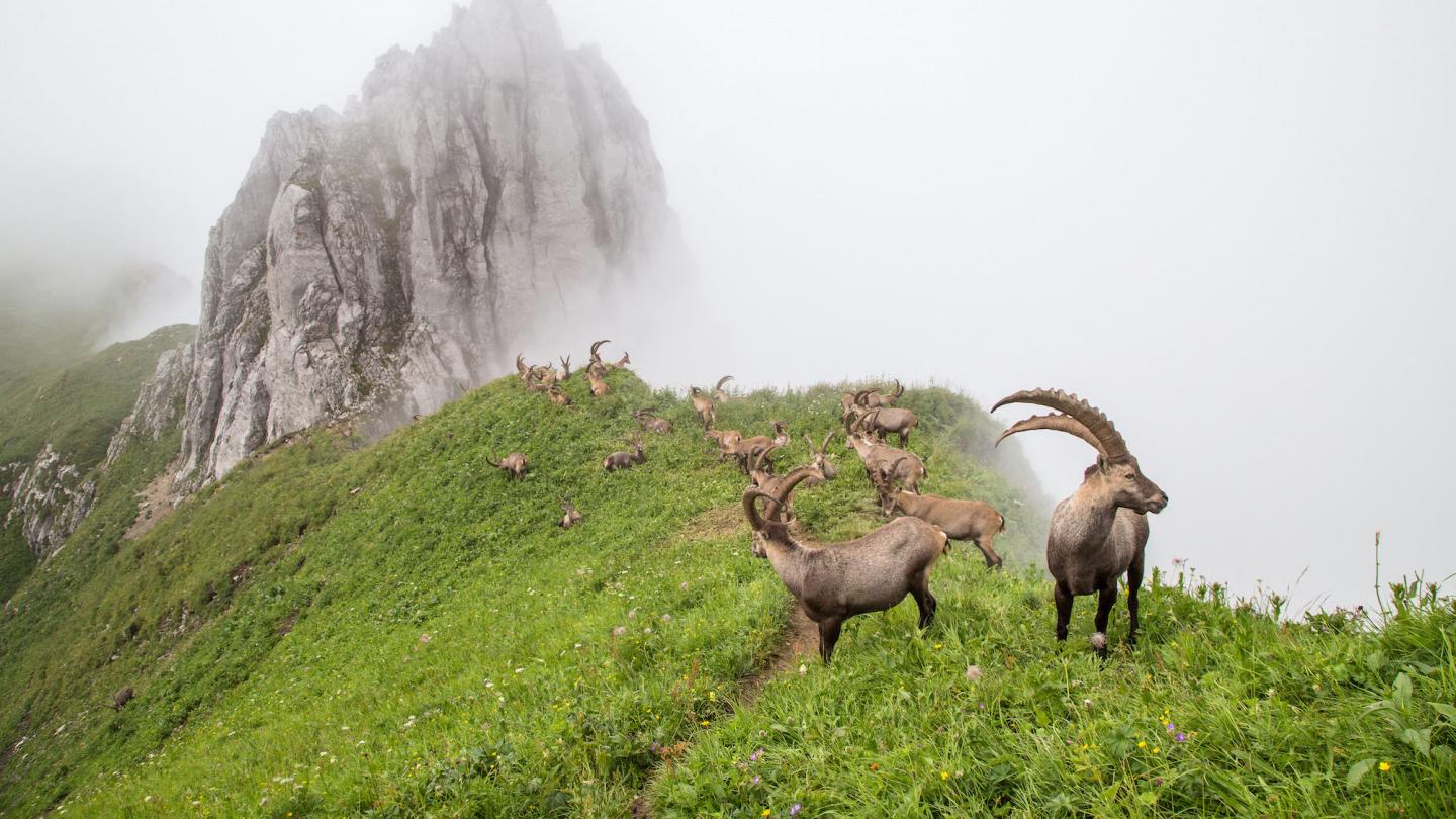Groupe de Bouquetins des Alpes (Capra ibex) regroupés pour la période estivale, massif du Chablais, Alpes (France)