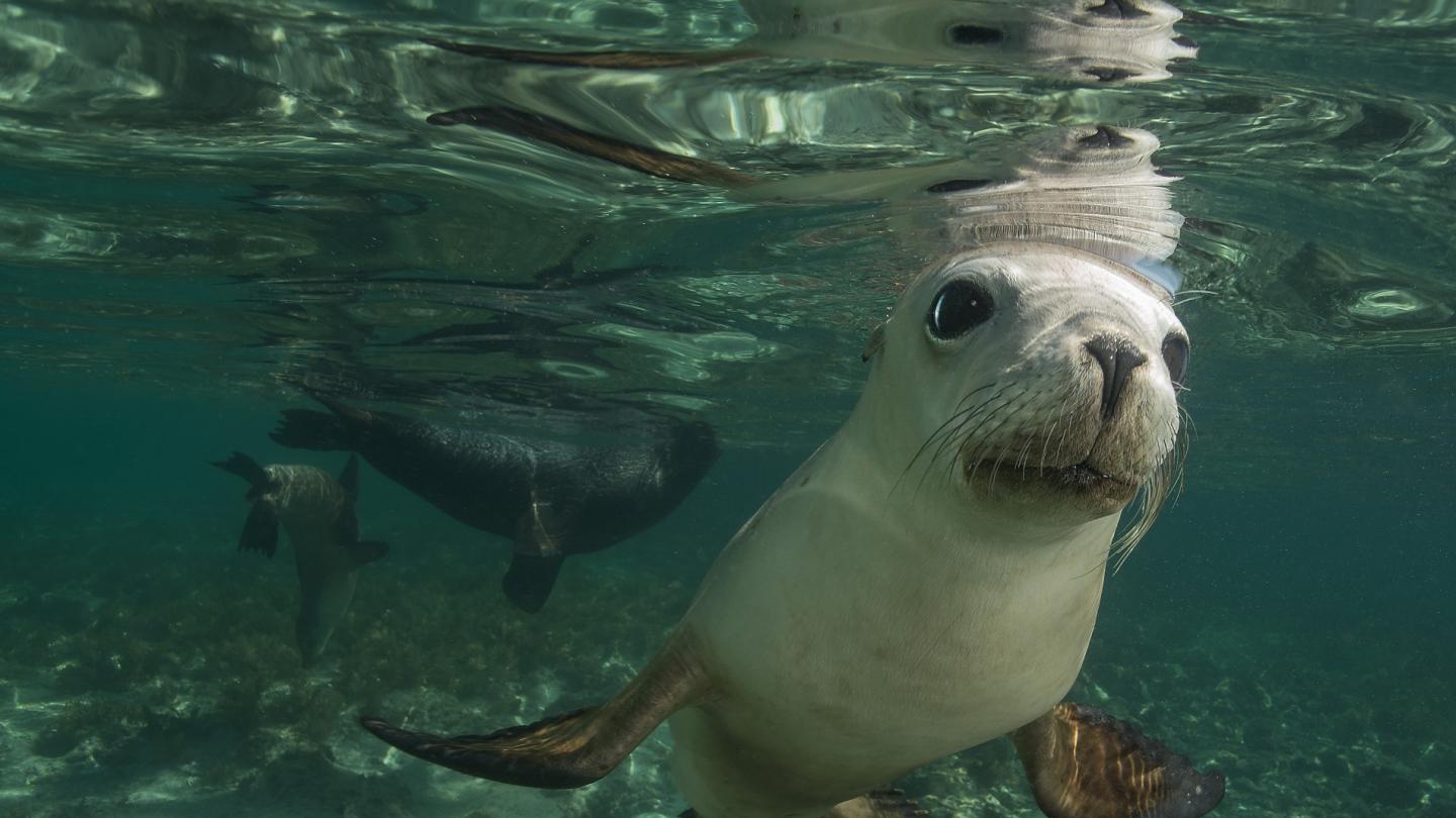 Jeune lion de mer d'Australie (Neophoca cinerea), Australie occidentale