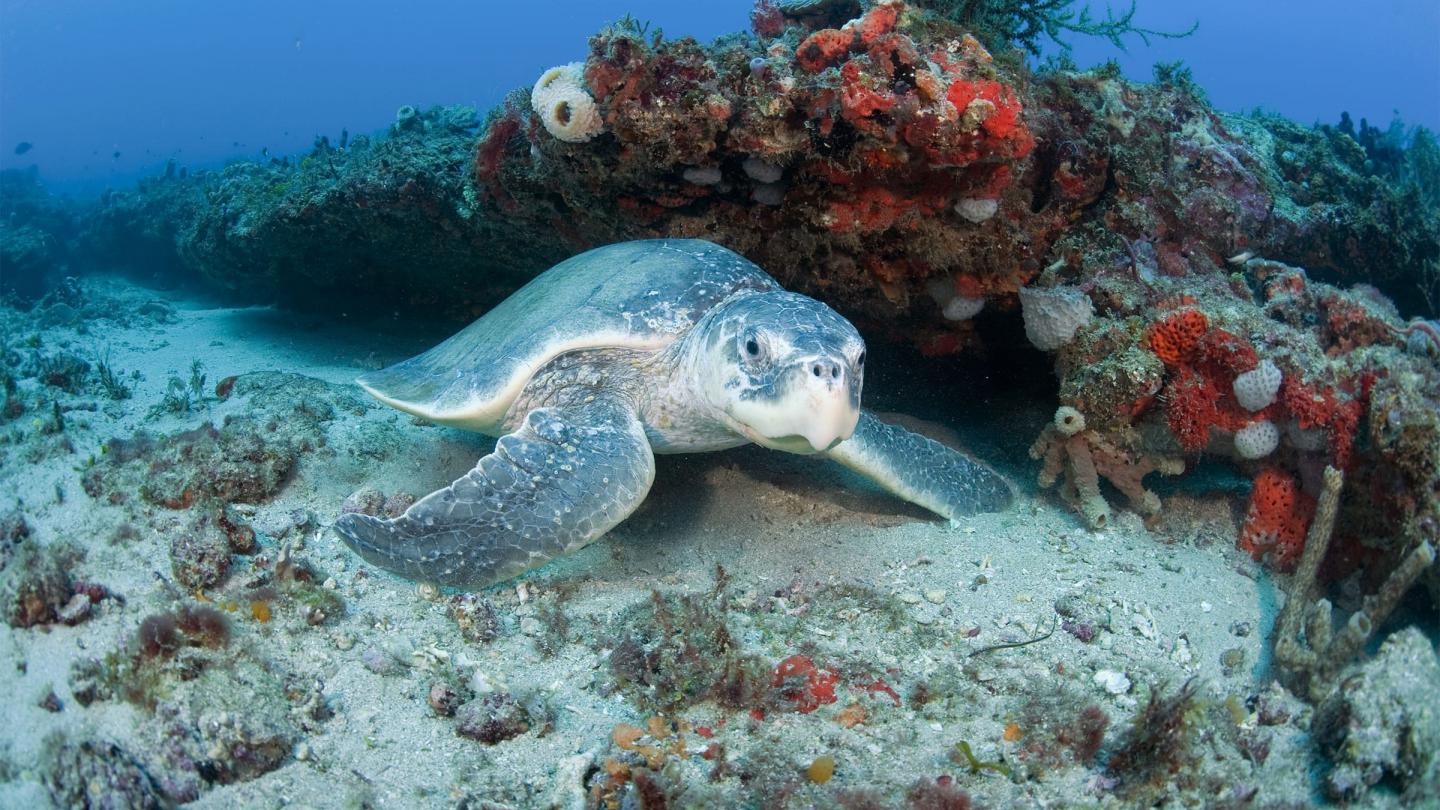 Tortue de Kemp (Lepidochelys kempii), Palm Beach, Floride