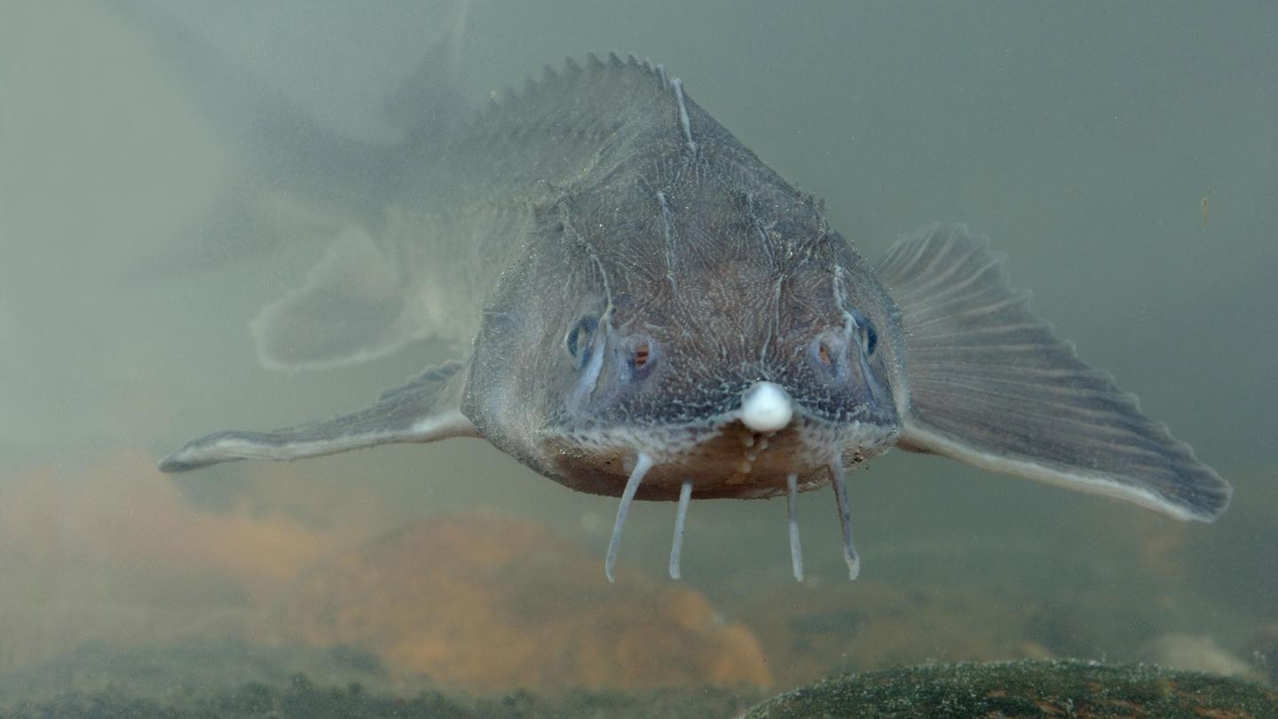 Sterlet, esturgeon de Sibérie (Acipenser ruthenus)