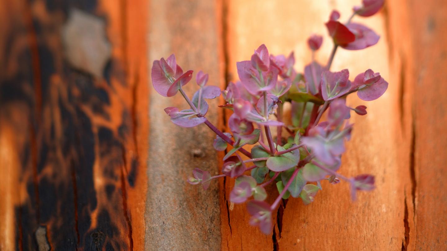 Fleurs d'Eucalyptus sur un tronc brûlé après un incendie, Australie
