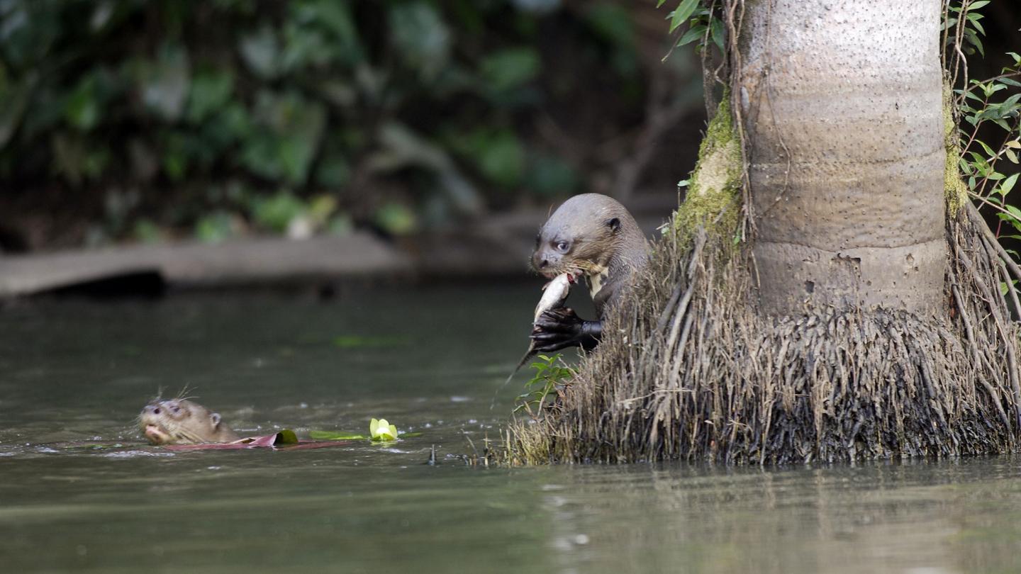 Loutre géante dans le lac de Sandoval, Amazonie (Pérou)