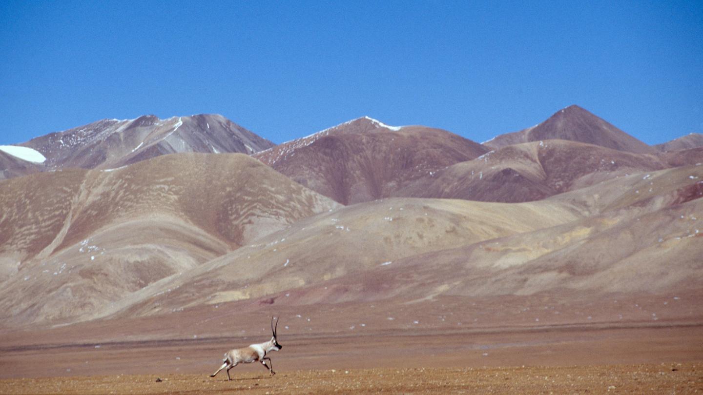 Mâle adulte parcourant une grande pleine aride du tibet, Chine, Tibet, Altitude 5450m 