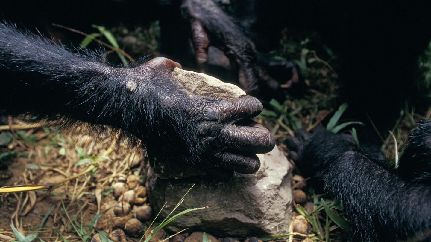 Bonobo / Pan paniscus en train d'utiliser des outils, enclume et marteau de pierre, Sanctuaire de Lola Ya Bonobo, Républic Démocratique du Congo