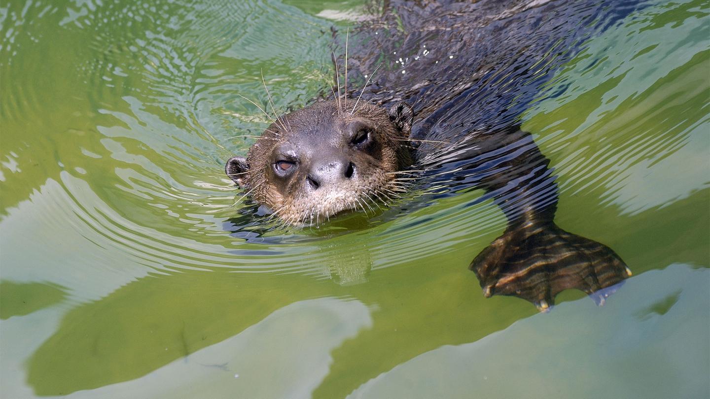 Loutre géante, rio negro (Brésil)