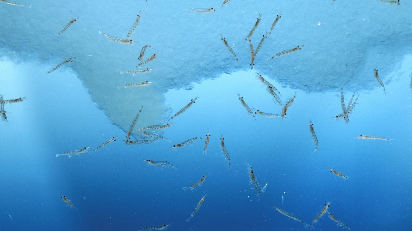 Krill sous la glace (Euphausia superba), Antarctique