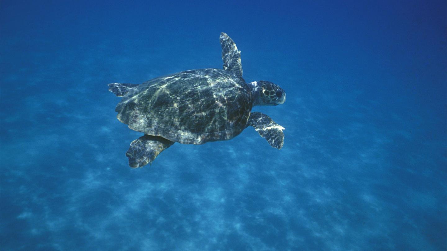 Tortue caouanne nageant sous l'eau, Grèce
